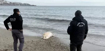 Tekirdağ'da Kıyıya Vurmuş Ölü Yunus Bulundu