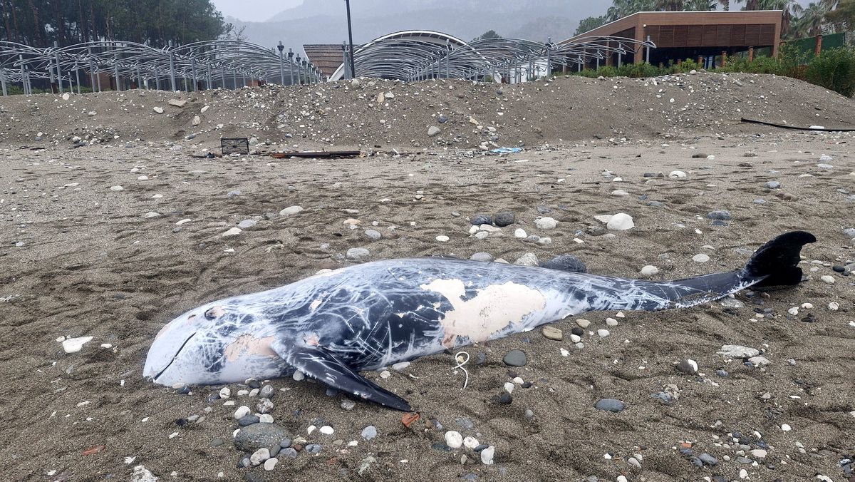 Kemer'de 4.5 Metrelik Ölü Yunus Bulundu