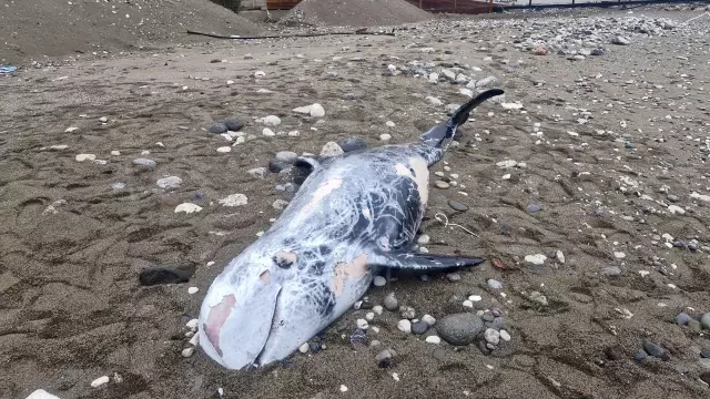 A 4.5-meter-long dead dolphin was found in Kemer