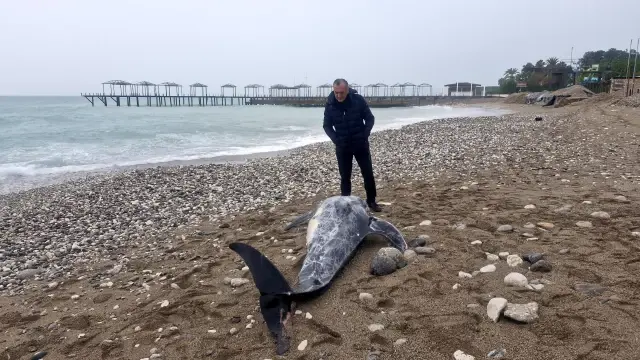 A 4.5-meter-long dead dolphin was found in Kemer