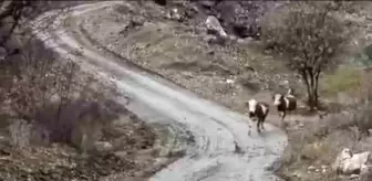 Elazığ'da Besici ve İnekleri Arasındaki Dostluk Göz Dolduruyor