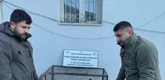 Yaralı Dağ Keçisi Hakkari'de Tedavi Altına Alındı