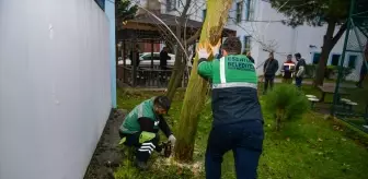 Esenyurt'ta Teke Böceğiyle Mücadele Başladı