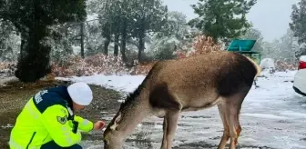 Salda Gölü Çevresinde Kızıl Geyikler Görüntülendi