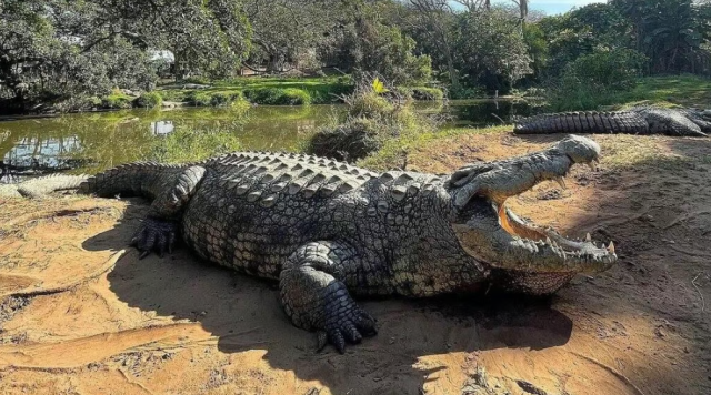 The 124th birthday of the world's oldest crocodile was celebrated