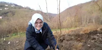 Fındık üreticisinin en büyük derdi tarih oluyor