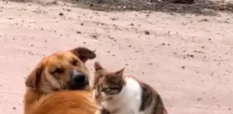 Düzce'de Kedi ve Köpeğin Şaşırtan Dostluğu