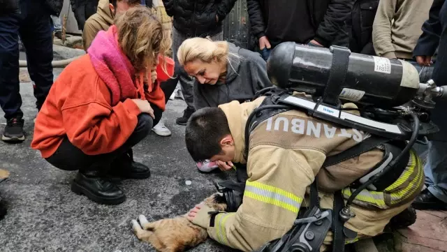 The cat whose heart stopped in the fire was revived with CPR