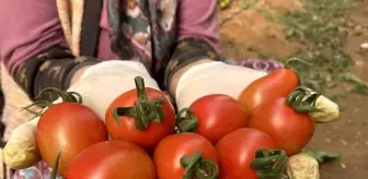 Aksu, Örtü Altı Tarımda Öncü Olmaya Devam Ediyor