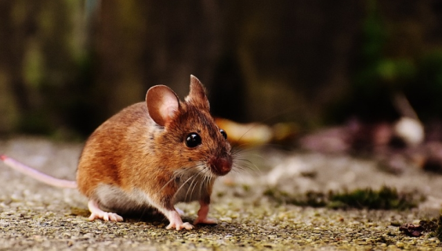 Rüyada fare görmek ne anlama gelir? Rüyada fare görmek ne anlama gelir?