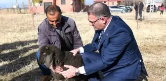 Van'da Koyunculuk Projesi Başarıyla Devam Ediyor