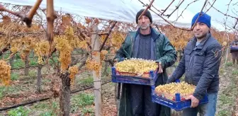 Yılbaşı Sofralarını Süsleyecek Üzümler Manisa'da Kesilmeye Devam Ediyor