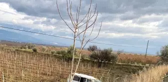 Denizli'de Kontrolden Çıkan Araç Üzüm Bağlarına Uçtu