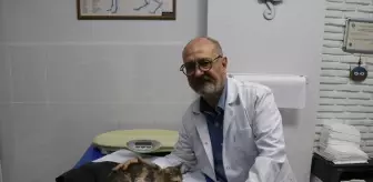 Adana'da Protez Damakla Hayata Dönen Kedi