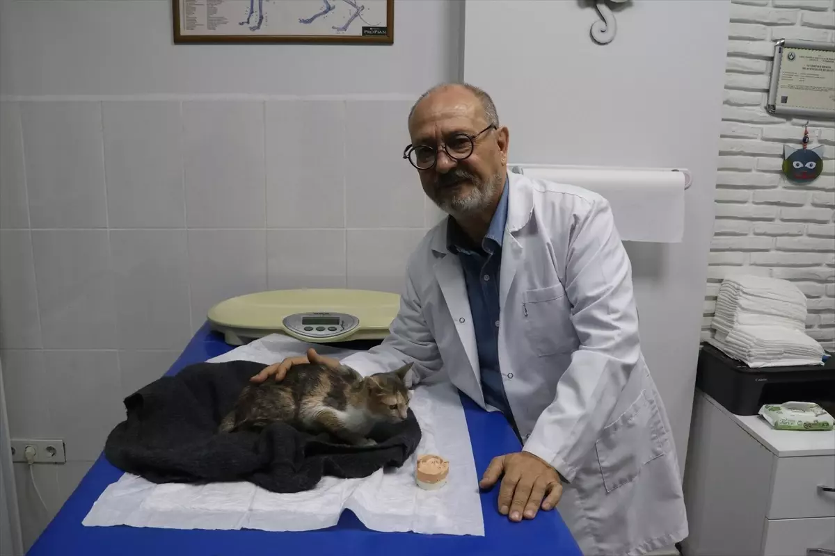 Adana'da Protez Damakla Hayata Dönen Kedi