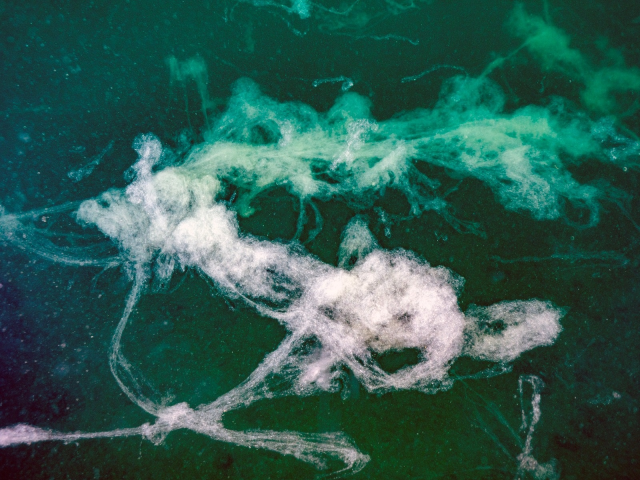 Mucilage Threat in the Sea of Marmara