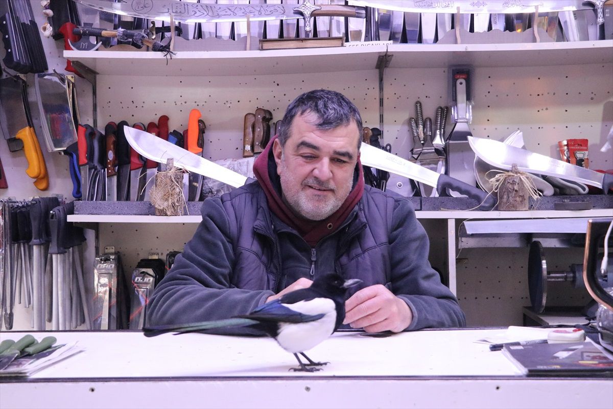 Tekirdağ'da Saksağan 'Rafa', Esnafın Maskotu Oldu