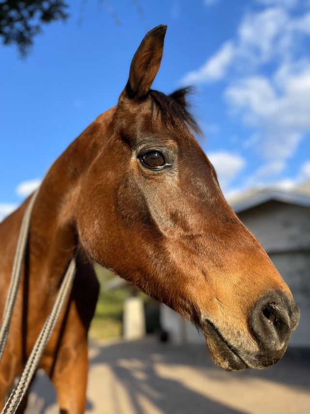 The world's oldest purebred Arabian horse died at the age of 36