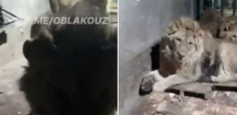 Kız arkadaşını etkilemek isterken aslanlara yem oldu