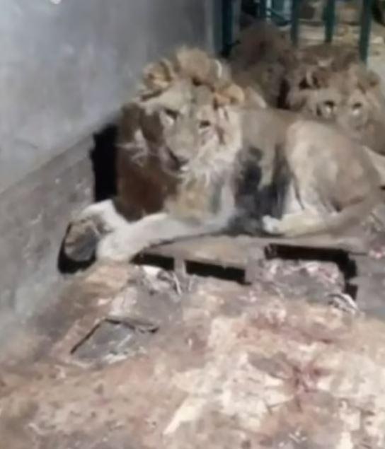 He became prey to the lions while trying to impress his girlfriend