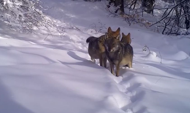 A wolf pack was captured in Uludağ