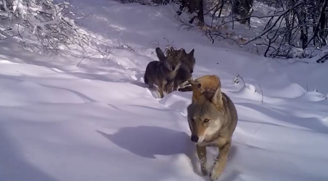 A wolf pack was captured in Uludağ