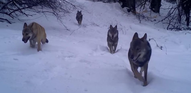 A wolf pack was captured in Uludağ