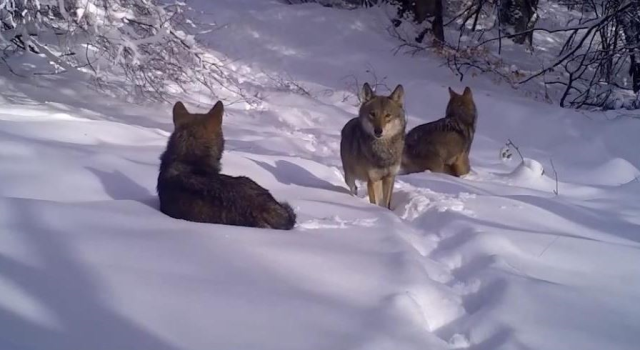 A wolf pack was captured in Uludağ