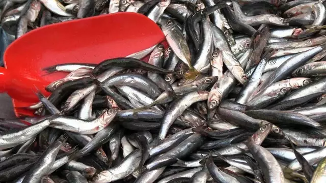 Queue Formed When Anchovy Prices Dropped in Edirne