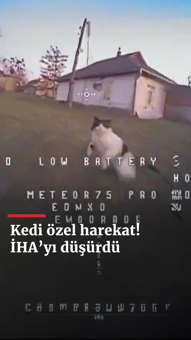 https://foto.haberler.com/haber/2025/01/04/kedi-ihayi-tek-hamlede-dusurdu_4529_o.jpg