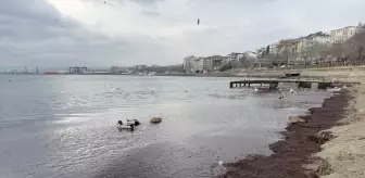 Tekirdağ Sahilinde Kırmızı Yosun Birikti