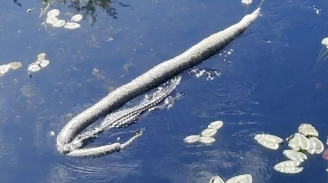 The crocodile killed a python that is twice its size