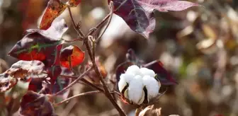 Şanlıurfa'da Yenileyici Tarım Modeli Yaygınlaşıyor