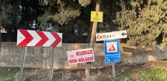 Hatay'da Kuduz Tehdidi: Bir Mahalle Karantinaya Alındı