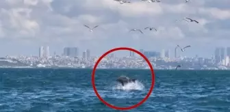 Marmara Denizi'nde ender rastlanan olay! Bilim insanları inceliyor