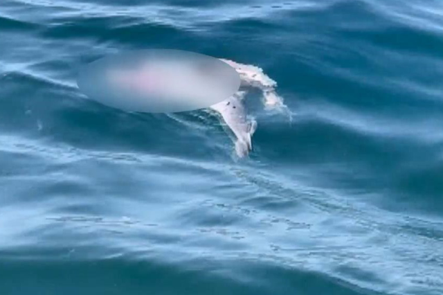 A rare event in the Marmara Sea! Scientists are investigating