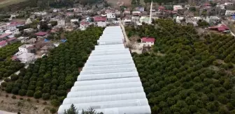 Adana'nın Bucak Bölgesinde Sera Üretimi Artıyor