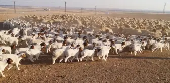 Ceylanpınar Tarım İşletmesi'nde 60 Bin İvesi Cinsi Kuzu Dünyaya Geldi