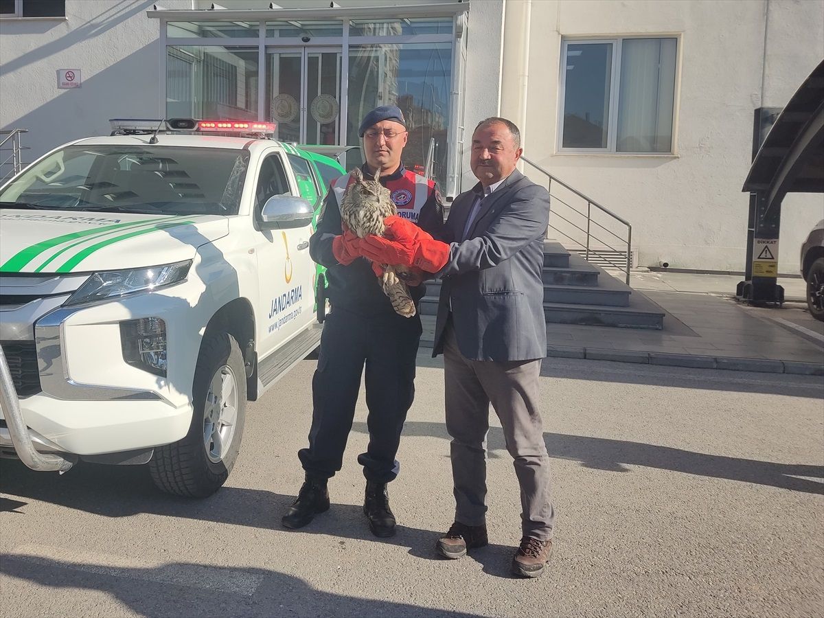 Kayseri'de Yaralı Puhu Kuşu Tedavi Altına Alındı
