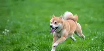 Shiba Inu (SHIB) fiyatı neden yükselebilir? İşte 3 önemli sebep