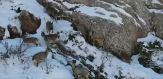 Sivas'ta Yaban Keçileri Sürü Halinde Görüntülendi