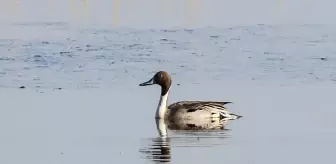 Iğdır'da Kılkuyruk Ördeği İlk Kez Kayıt Altına Alındı