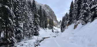 Kış Rüzgarları Ilgaz Dağı'nda Esti: Doğa ve Fotoğraf Tutkunlarının Gözdesi