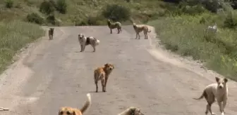 Başıboş köpeklerin saldırısına uğrayan çocuk yaşam savaşı veriyor