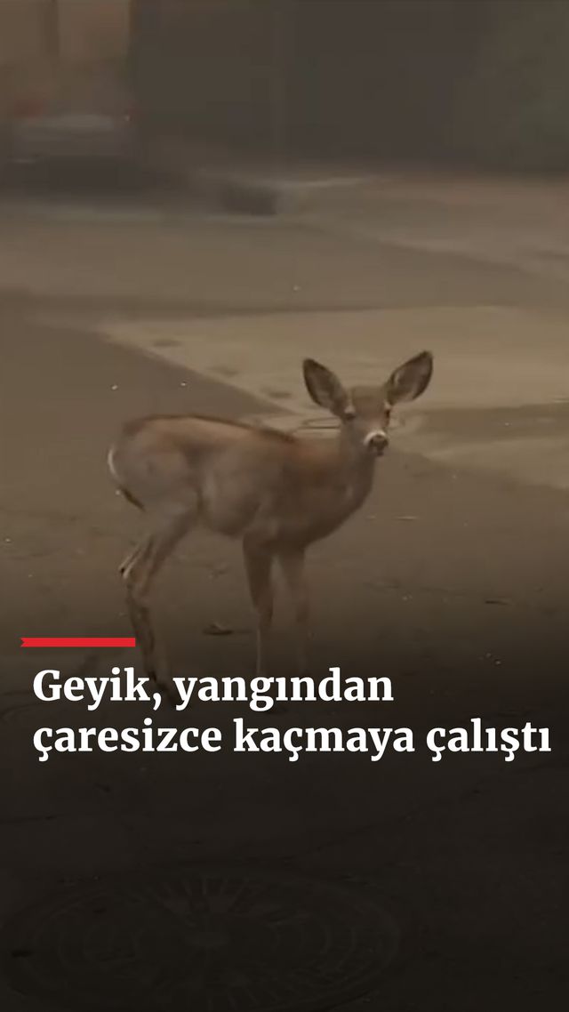 https://foto.haberler.com/haber/2025/01/09/geyik-yangindan-caresizce-kacmaya-calisti_7967_o.jpg