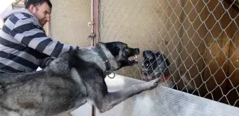 Kangal Köpekleri Kurtların Azılı Düşmanı