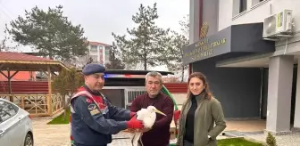 Yaralı Büyük Ak Balıkçıl Kuşu Kırıkkale'de Kurtarıldı