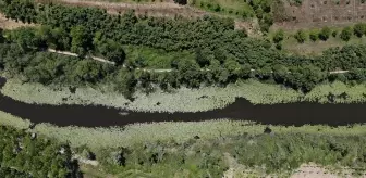 Sakarya'nın Doğal Güzellikleri 360 Bini Aştı: Acarlar Longozu ve İl Ormanı Tabiat Parkı