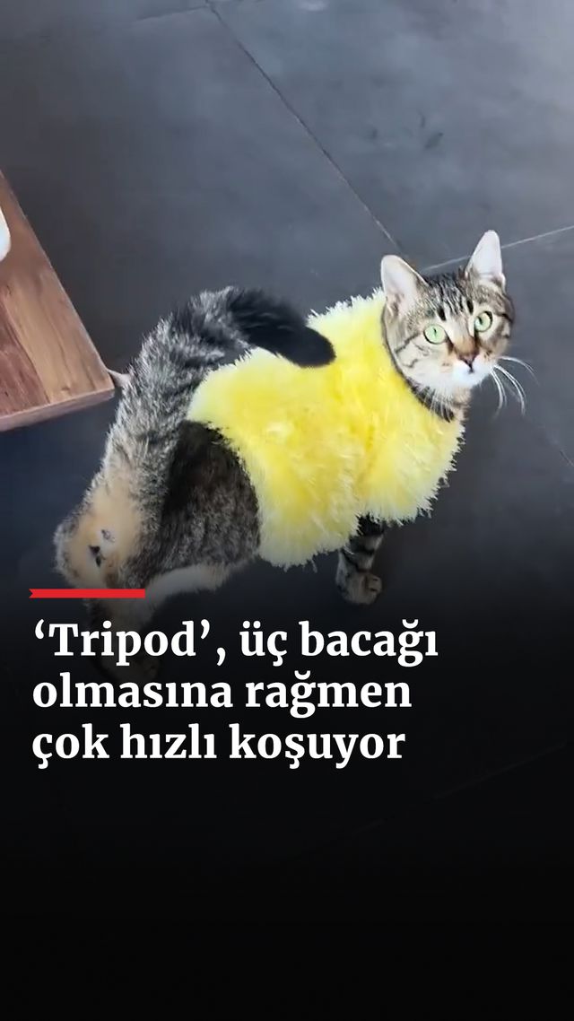 https://foto.haberler.com/haber/2025/01/09/tripod-uc-bacagi-olmasina-ragmen-hizli-kosuyor_9154_o.jpg