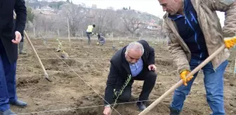 Dodurga'da Zeytin Üretimi İçin Fidan Dikimi Gerçekleşti